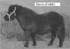 Dawn of Abby 1 003